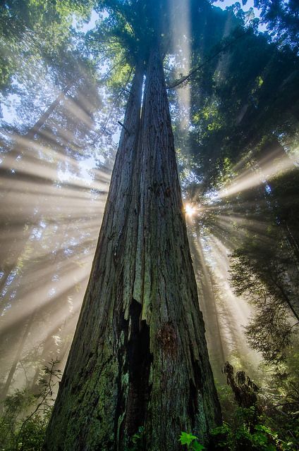 redwood trees